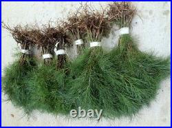 25 Christmas Tree White pine Starter trees 10-13 inch tall transplant seedlings 25 Christmas Tree White pine Starter trees 10-13 inch tall transplant seedlings