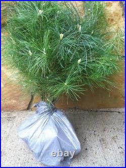 25 Christmas Tree White pine Starter trees 10-13 inch tall transplant seedlings 25 Christmas Tree White pine Starter trees 10-13 inch tall transplant seedlings