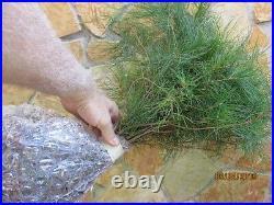 25 Christmas Tree White pine Starter trees 10-13 inch tall transplant seedlings 25 Christmas Tree White pine Starter trees 10-13 inch tall transplant seedlings
