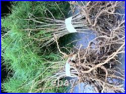 25 Christmas Tree White pine Starter trees 10-13 inch tall transplant seedlings 25 Christmas Tree White pine Starter trees 10-13 inch tall transplant seedlings