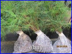 25 Christmas Tree White pine Starter trees 10-13 inch tall transplant seedlings 25 Christmas Tree White pine Starter trees 10-13 inch tall transplant seedlings