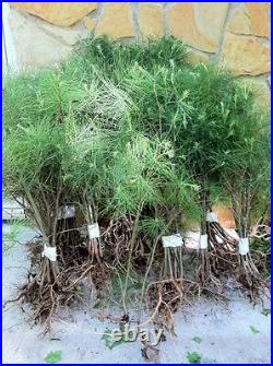 25 Christmas Tree White pine Starter trees 10-13 inch tall transplant seedlings 25 Christmas Tree White pine Starter trees 10-13 inch tall transplant seedlings