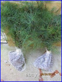 25 Christmas Tree White pine Starter trees 10-13 inch tall transplant seedlings 25 Christmas Tree White pine Starter trees 10-13 inch tall transplant seedlings