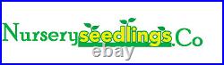 25 Christmas Tree White pine Starter trees 10-13 inch tall transplant seedlings 25 Christmas Tree White pine Starter trees 10-13 inch tall transplant seedlings