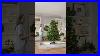 Balsam_Hill_Au_Pre_Lit_Christmas_Trees_01_pf