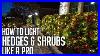 How_To_Install_Christmas_Lights_On_Hedges_Bushes_And_Shrubs_Like_A_Pro_01_tp
