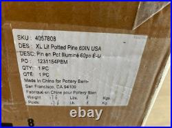 Pottery Barn XL Lit Potted Pine Tree Stately 60 5' Height Burlap Bottom EUC